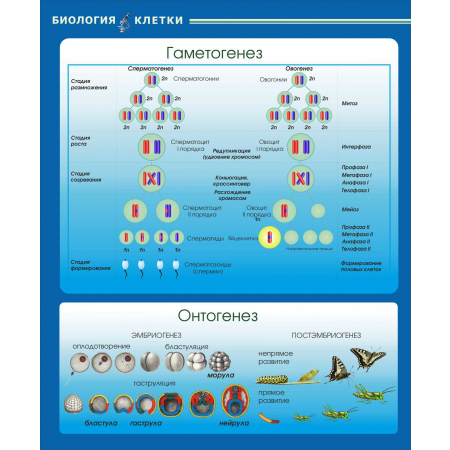 Гаметогенез Онтогенез